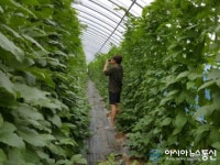 땅끝 해남 ‘민지맘’, 유산균 먹고자란 작두콩 첫 수확에 나서