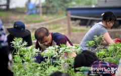 평창군, 폭염·폭우 견딘 백일홍···축제 준비 한창