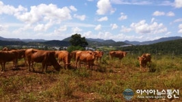 해남군, 땅끝유기한우 275두 전남최초 유기한우 인증