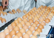 대형마트 3사, 계란 한 판 가격 5000원대 인하