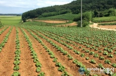 태안 안면도, 잎들깨 종자 생산지로 인기