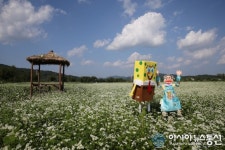 합천 핫들생태공원, 메밀밭에서 가을 정취