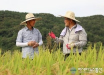 명품 쌀 수확 현장을 찾은 박일호 밀양시장