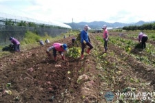한국여성농업인 경산시연합회, 휴경지에 파종한 고구마 팔아 이웃 사랑 실천