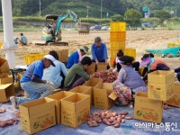 합천 율곡면, 영전수변공원 고구마 수확