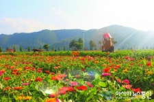 창녕 낙동강 백일홍 축제 22일 개최