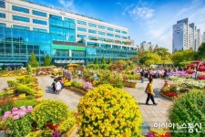 인천시 계양구, 가을꽃 국화ㆍ야생화 전시회