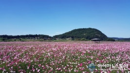 [풍경]백마강변 수놓은 코스모스