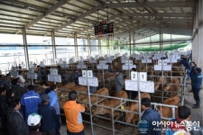 오는 28일 제천가축시장 준공식·충북한우경진대회