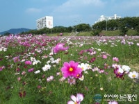 밀양시 가곡·삼문동 둔치 코스모스 만발