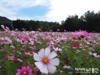 합천 야로면 해인사IC 입구 코스모스 꽃구경 오세요