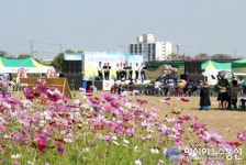 [포토]세종시 연동면 미호천 ‘논두렁 꽃마당 잔치’