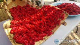 (포토) 가을햇살 머금은 제천 오미자