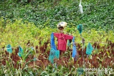 정선 북동리 아라리고개 지키는 허수아비