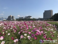 통영트라이애슬론광장, 코스모스 만개