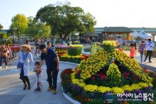 달성군, 사문진나루터·송해공원에 국화 6천점 전시