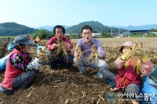 영주시, 풍기인삼축제장 판매용 인삼채굴 한창