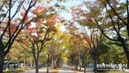 가을 정취 느끼는 ‘서구 보라매공원 가로수 길’