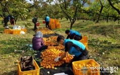 농어촌公 경산청도지사, 농촌일손돕기 나서