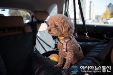 반려동물과 마음 편한 이동수단 펫택시 펫데어(PET THERE), 오픈 이벤트 실시