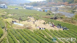 하동군, 화개동천 차꽃사랑‘틔움’문화행사 10일 개막