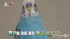 ‘TV동물농장’ 보고만 있어도 미소가 절로 나오는 사랑앵무 파랑이의 경찰서 생활 속으로