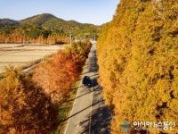 고성군, 황금빛 ‘메타세콰이아 길’ 장관