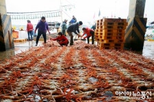 명품 울진대게 잡이 본격 시작...27일 130여척 일제 출항