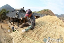 의령 상정리 조씨고가, 초가지붕 새단장