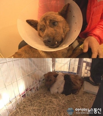 'TV 동물농장' 호순이, 상처와 피로 뒤엉켜 처참한 몰골…대체 왜? & 알락꼬리여우원숭이 알삐 왕따 탈출기 | 포토뉴스