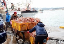 대게 맛보러 울진으로 갈거나....죽변항 대게 첫 경매