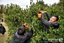 나의 외사친 도지 가족 제주 감귤따기 체험