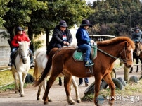 나의 외사친 도지와 친구들 제주 승마 체험