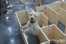 선진 창업 아이템 셀프도그워시 반려동물문화의 혁신 가져오다