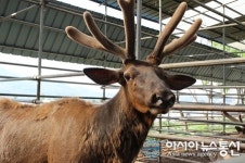 먹거리 쇼핑몰 ‘춘하추동’, 설날 맞이해 녹용제품 할인 판매