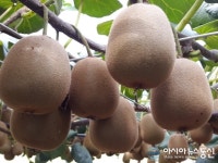 영월군 고품질 토종다래 생산 박차