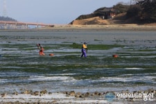 연일 이어지는 한파 속 강추위에도 전남 완도군 장도 청해진 유적지 앞바다에서 감태를 채취에 여념없는 아낙네들