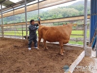 보은군, 소 브루셀라병·결핵병 일제검사 벌여