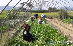 달성신당수박마을 주말농장 텃밭 분양