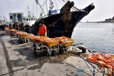 대게는 역시 영덕 강구항