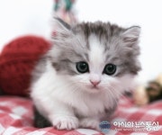 인천고양이분양 프라임캣, 업체 자체 출산한 건강한 묘종 50% 할인이벤트 진행