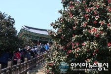 제19회 서천 동백꽃 주꾸미 축제, 17일 개막