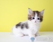 대구고양이분양 나비캣, 업체 자체 건강검진한 명품고양이 50% 할인 이벤트 진행중