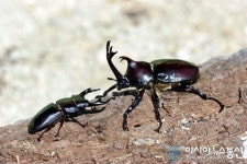 영월군, 장수하늘소···인공증식기술로 최단기간 단축