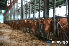 서귀포시, 무허가 축사 적법화 신청 서둘러야