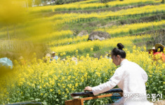 中 저장성, 노오란 유채꽃밭에 울려 퍼지는 고금 연주