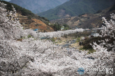 환상적인 꽃터널 이룬 하동 십리벚꽃길