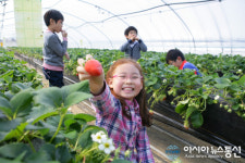 논산딸기축제, 4일부터 새콤달콤한 봄의 향연 펼친다.