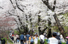 경기도청 벚꽃축제 13일~15일 진행..60여회 다양한 버스킹 공연