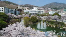 벚꽃 만개한 경남대학교 캠퍼스